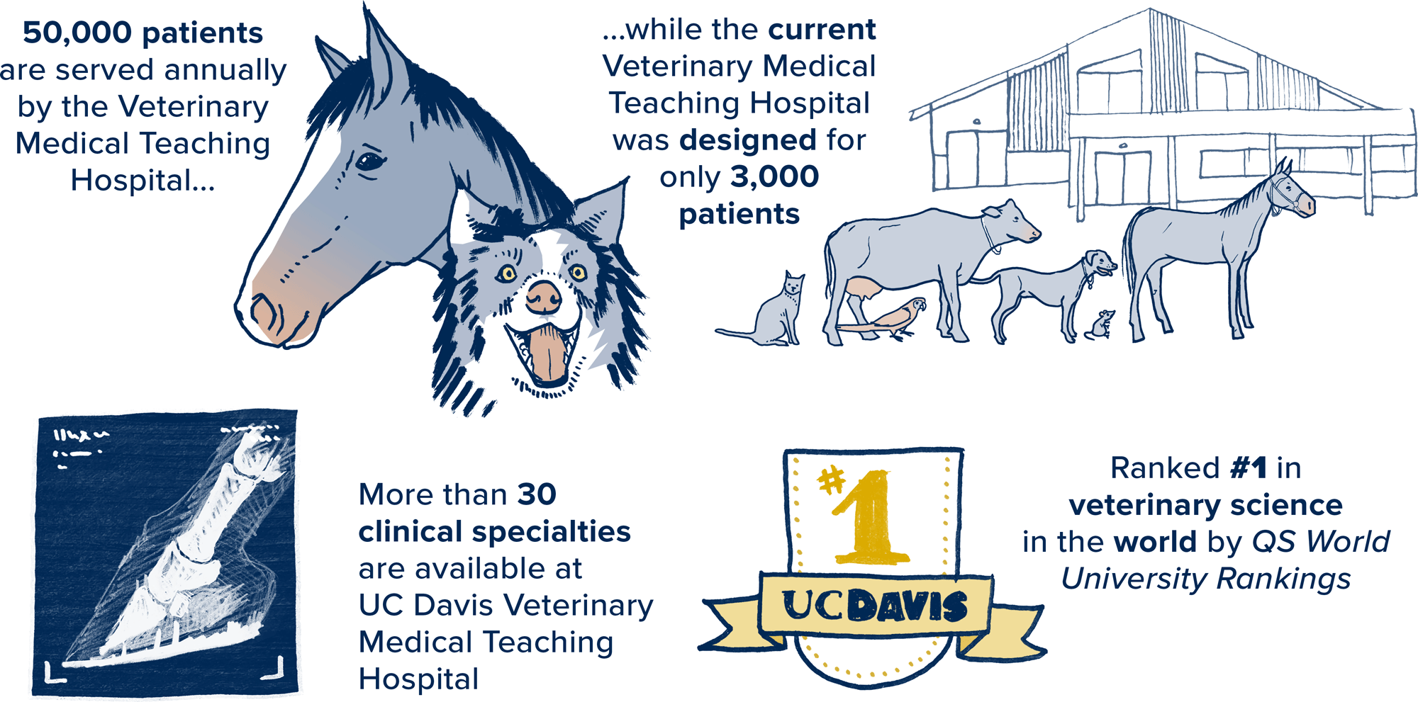 Veterinary medicine school image, veterinary hospital image, veterinary medicine infographic