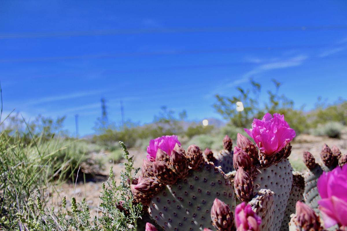 A beavertail cactus blooms near a solar facility in the Mojave Desert