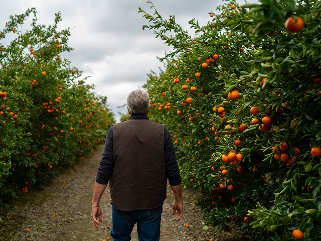 person walking amongst orange trees