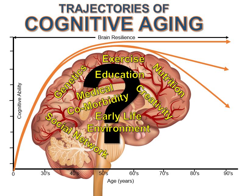 Brain Illustration