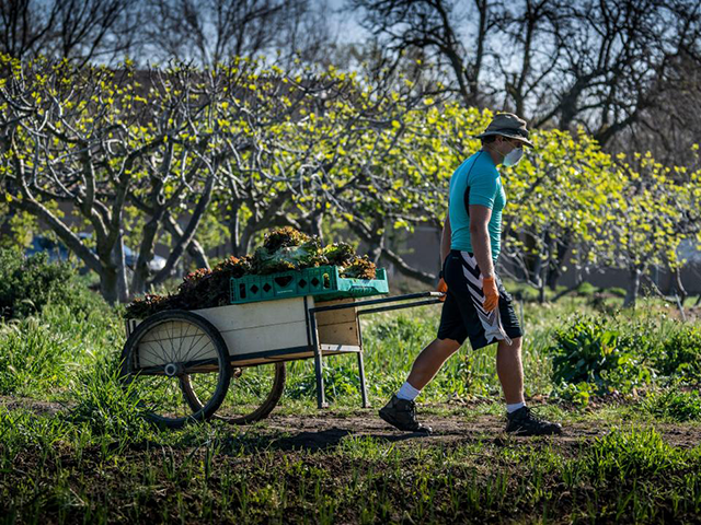 Person hauling wheelbarrow behind them amongst trees