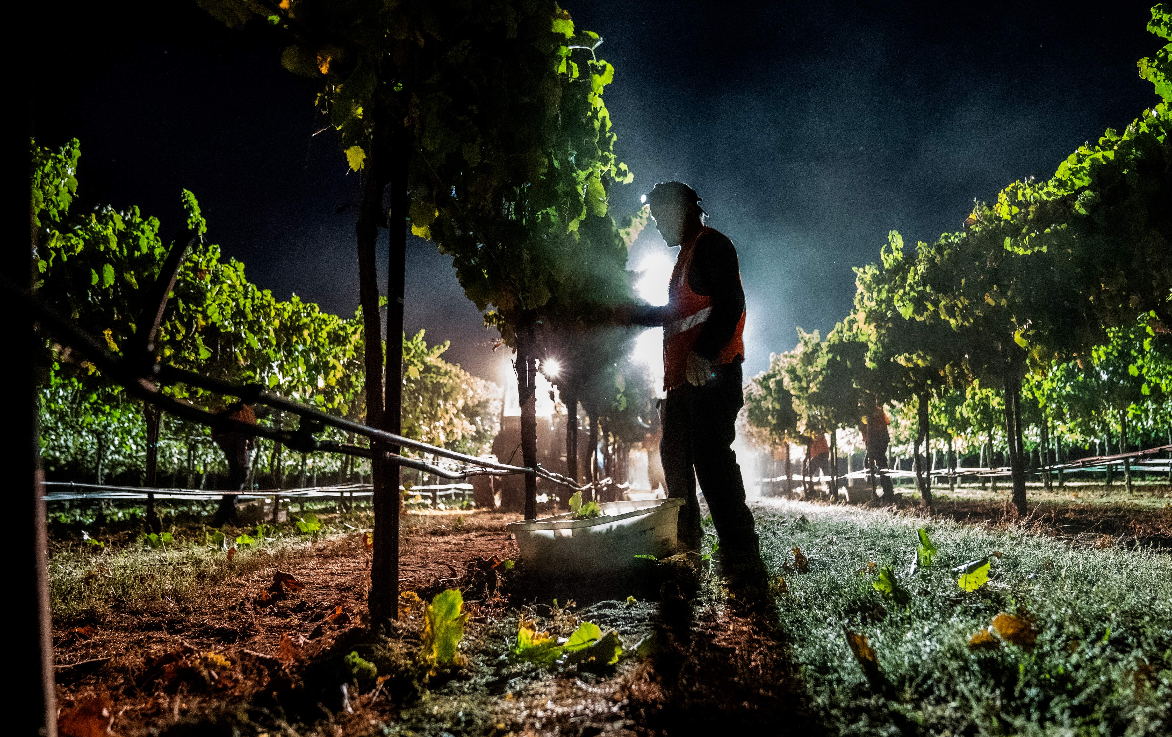 Person harvesting grapes in dark with a light shining behind them. 