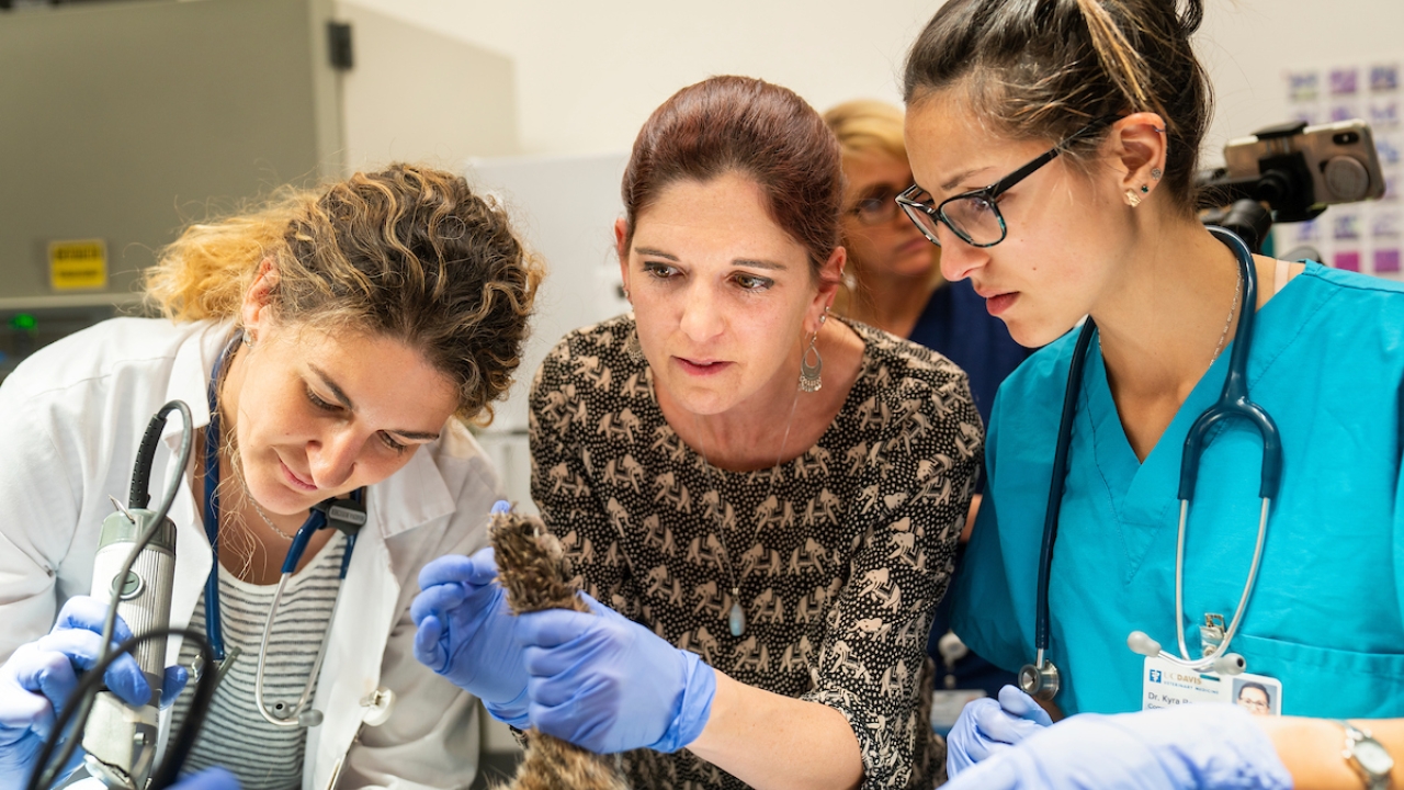 UC Davis Veterinarian Jamie Peyton (center) and a team of UC Davis veterinarians work on "Bob" the bobcat at the Center for Companion Animal Health on November 30, 2018. Bob suffered 5th degree burns on his paws in the recent Camp Fire in Butte County. Peyton is treating him with Tilapia Skin bandages to help with pain and a faster recovery. Jamie Peyton
