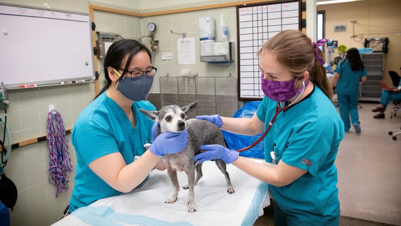 Two people handling a dog