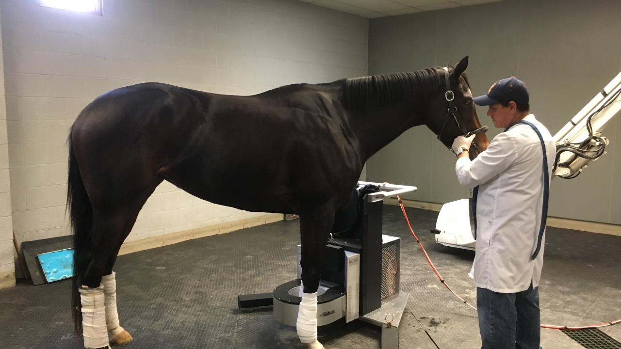 Person scanning a horse