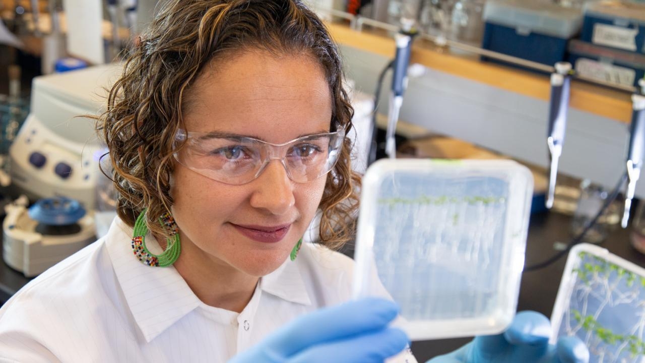 UC Davis plant biologist Siobhan Brady examines roots of tomato plants in her lab. Brady’s team and colleagues at the Cold Spring Harbor Laboratory have discovered the network of genes that allow plant roots to take up and process nitrogen. The information could help in breeding new crop varieties. David Slipher/UC Davis UC Davis plant biologist Siobhan Brady examines roots of tomato plants in her lab.