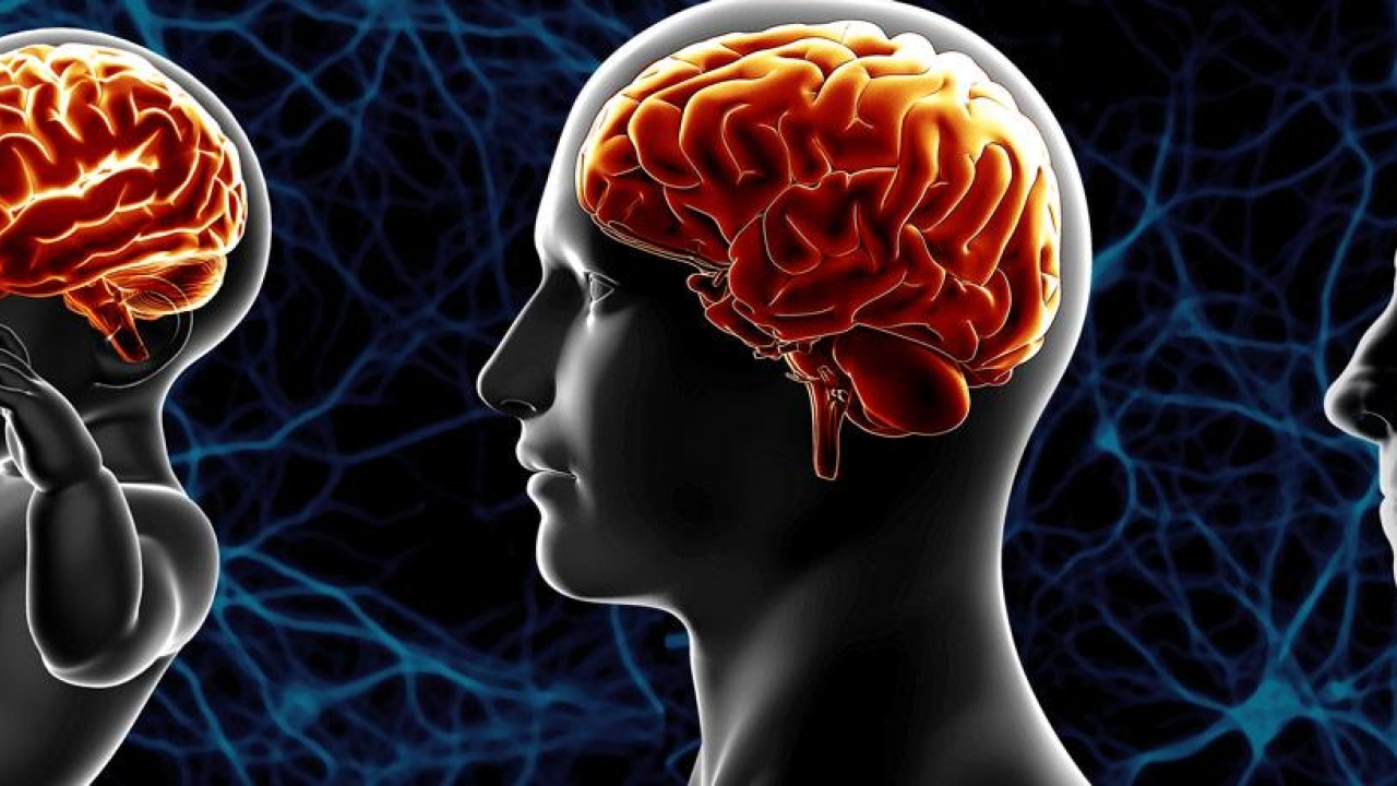 Series of Human Brain illustrations throughout life stages