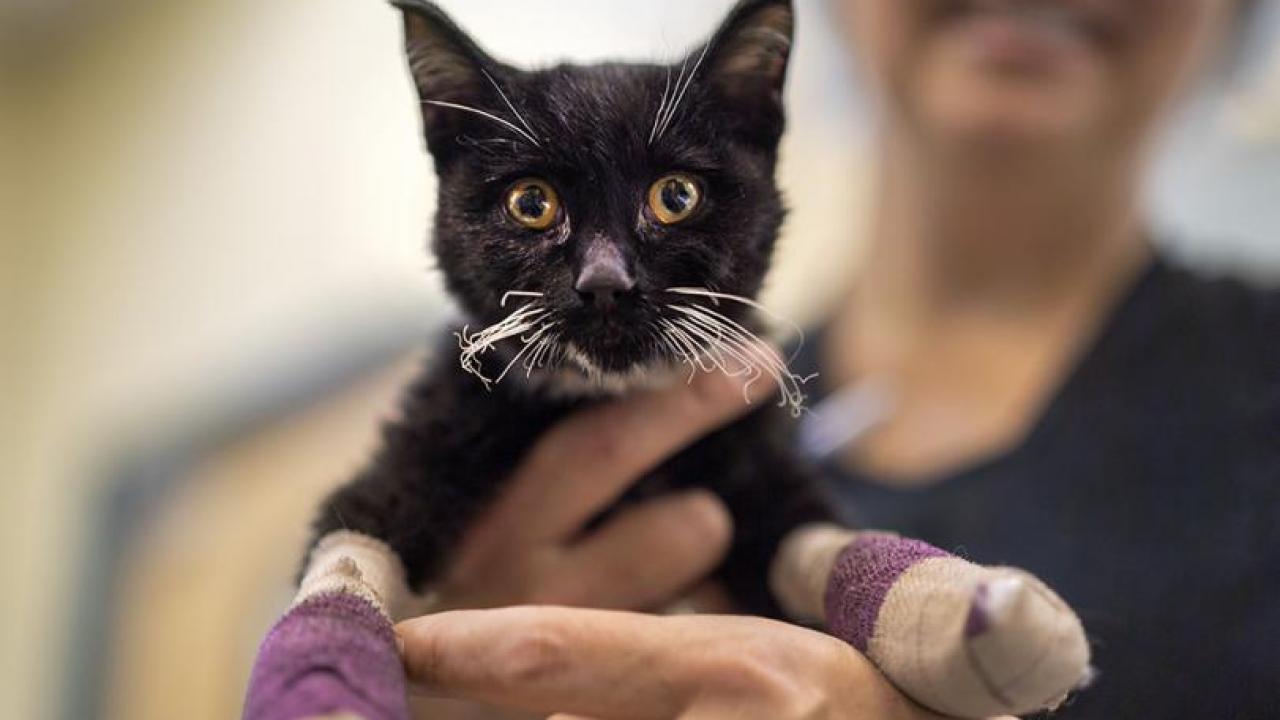 Kitten Gets Fish Skin Mittens To Heal Paws Burned In The