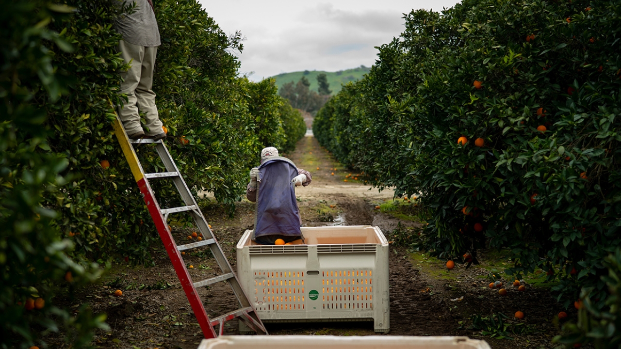 Rural farming communities in the Central Valley are at risk of experiencing climate change effects more intensely than others. Jonathan London’s work on the Environmental Injustice Project of the John Muir Institute helps these communities combat racial, social and environmental injustices People working in orchard
