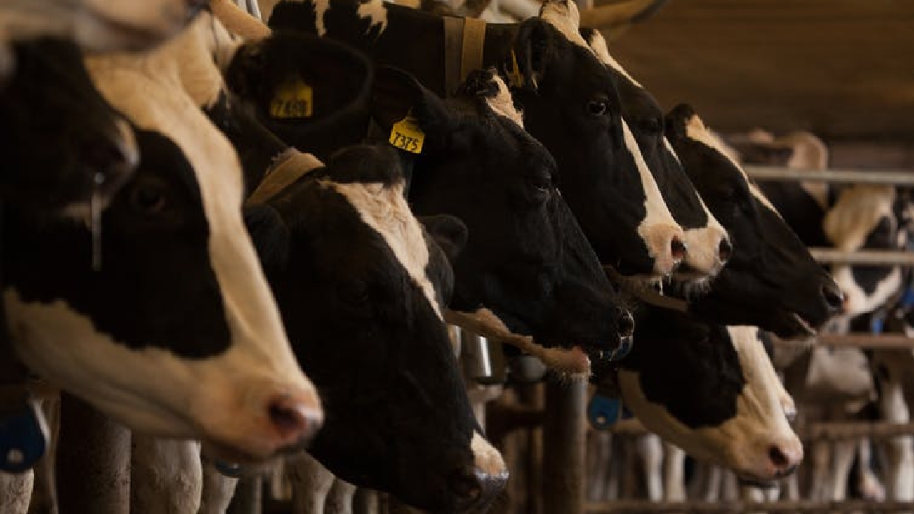 Row of cows in a barn show how UC Davis is finding innovated ways to keep them cool.