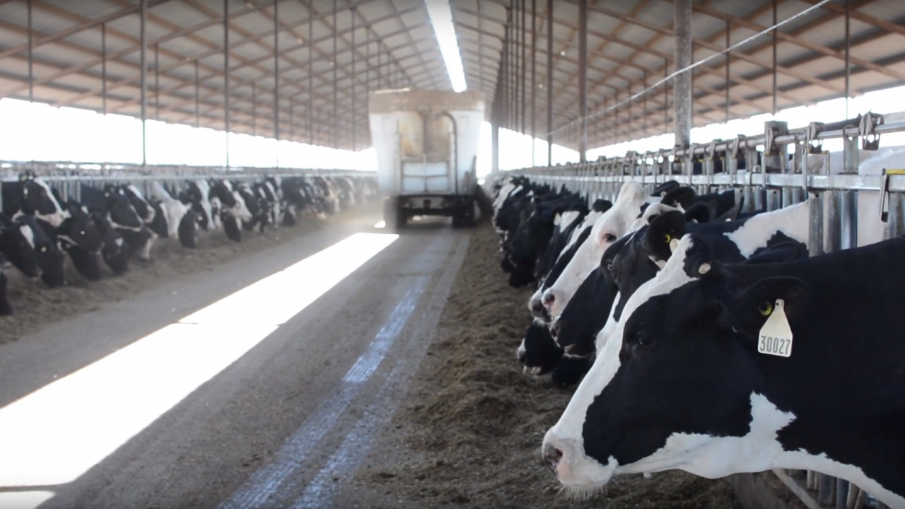 diary cow screenshot