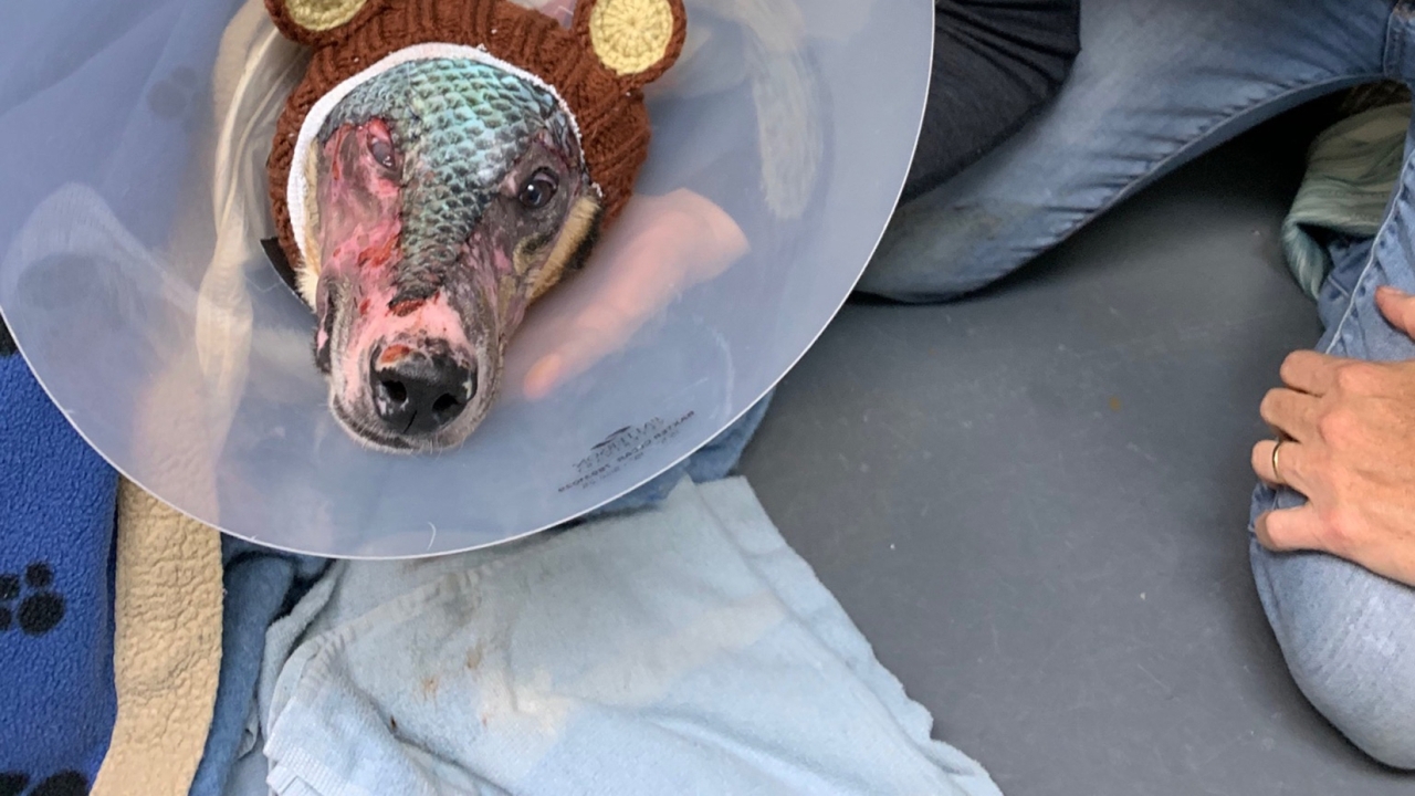 dog heals from fire