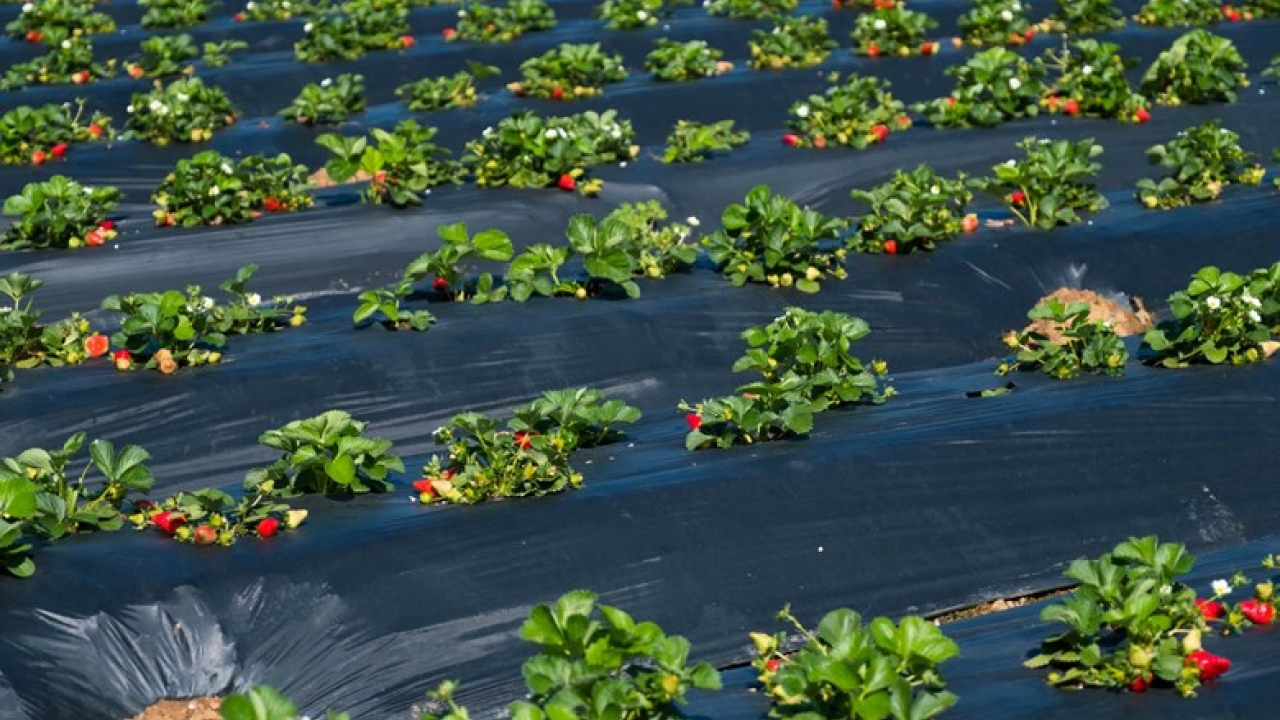 Strawberry plants in a field