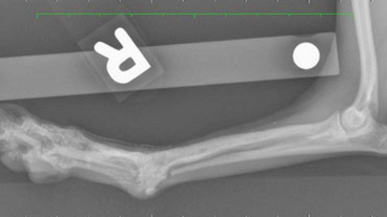 Radiograph of Ethel's leg after plate removal.