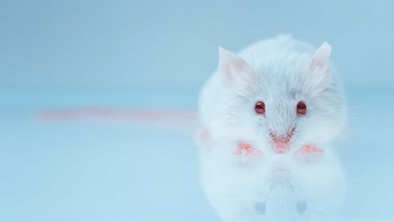 White lab mouse with red eyes