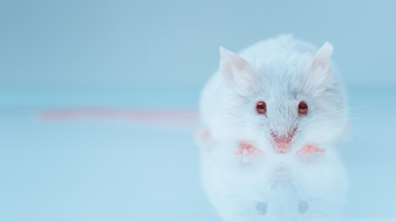 White lab mouse with red eyes