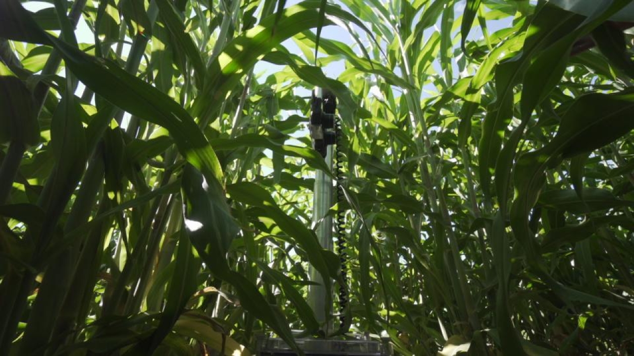 This mobile robot collects data on plant growth and light intensity. Robot in a field of sorghum
