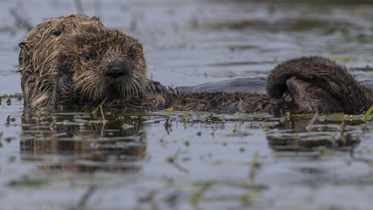 A southern sea otter swims with its baby in Moss Landing, California. (Trina Wood/UC Davis)