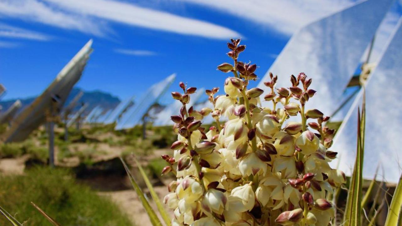 Mojave yucca grows near a solar facility in the Mojave Desert