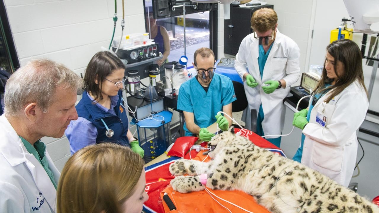 A group of residents performing a procedure a snow leopard