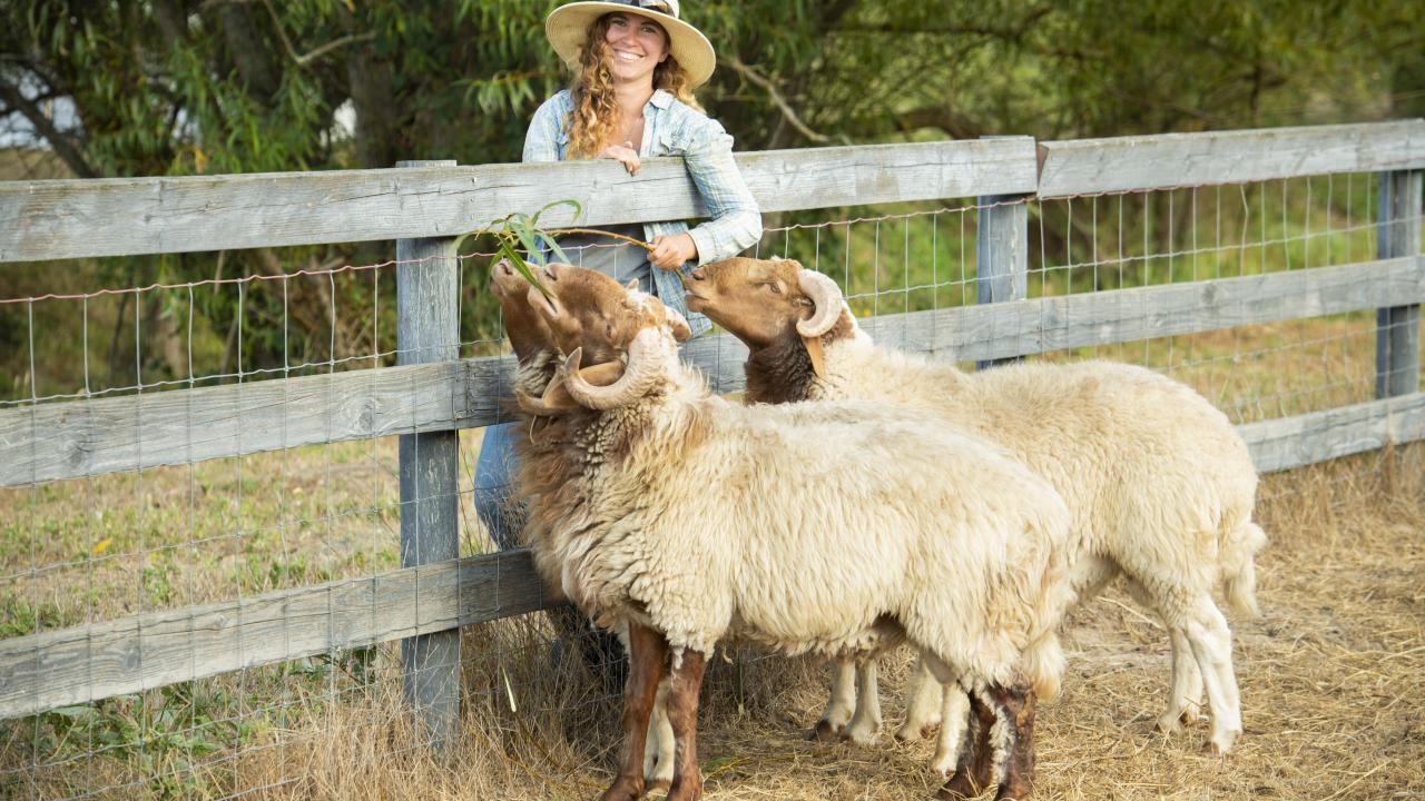 Snazzy Duckworth with her new Awassi sheep