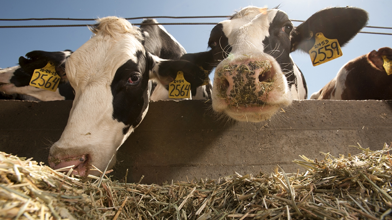 Two cows eating hay