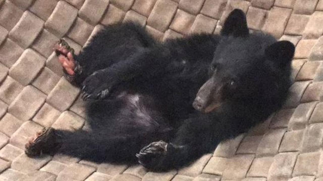 Bear lying down makes a remarkable recovery from the Carr Fire. 