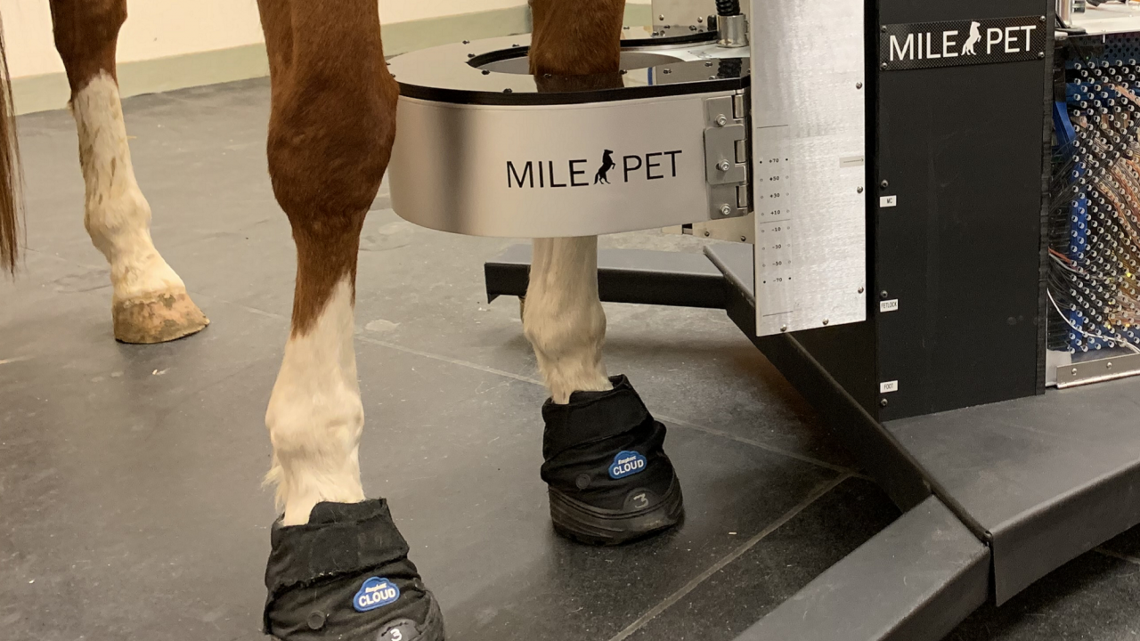 horse in pet scanner