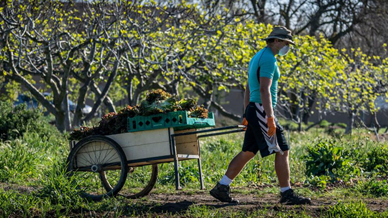 Person hauling wheelbarrow behind them amongst trees
