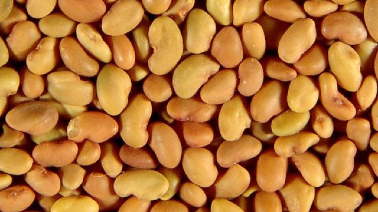 Beans