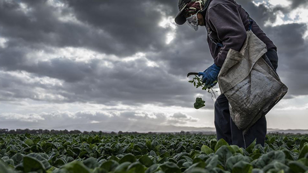 Spinach harvest in Hollister, California. (Hector Amezcua/UC Davis)