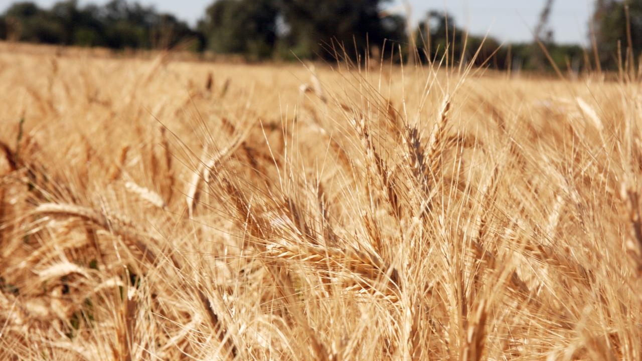 wheat