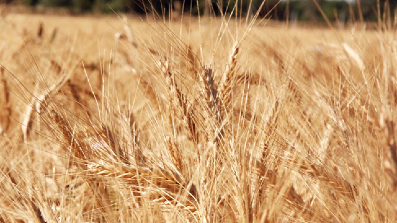 Wheat