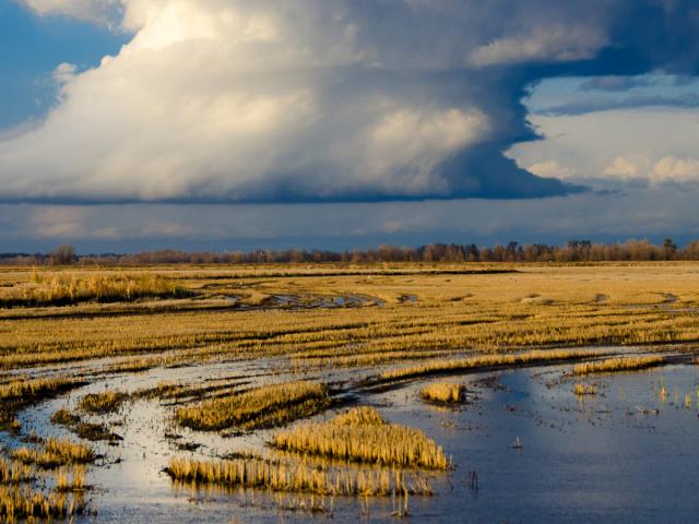 Flooded wetland with rain clouds forming in the background.