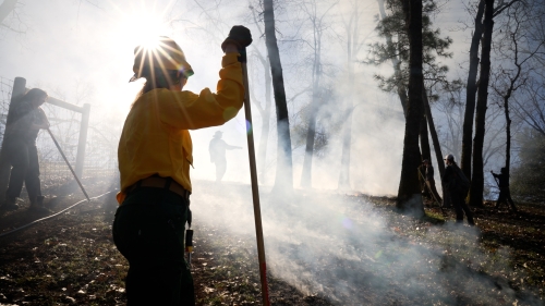 Sunlight shines over the helmet of a woman in firefighting yellow shirt amid smoky woods during prescribed burn.