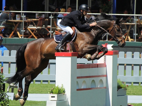 Sport horse leaping hurdle with jockey on its back