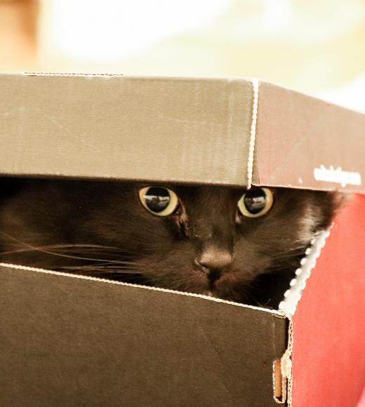 Penelope in a shoebox