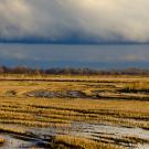Wetland and rain cloud in the distance display UC Davis global water crisis research.