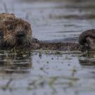 A southern sea otter swims with its baby in Moss Landing, California. (Trina Wood/UC Davis)