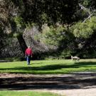 Person playing with dog in park
