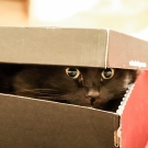 Penelope in a shoebox
