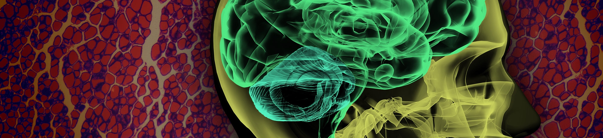 x-ray of a brain with a close-up image of cells in the background