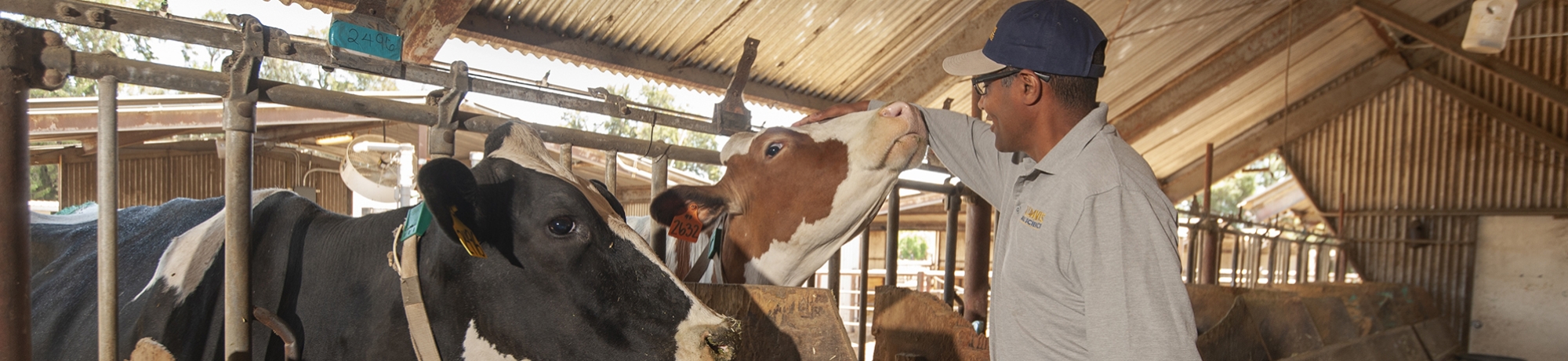 A person standing with cows